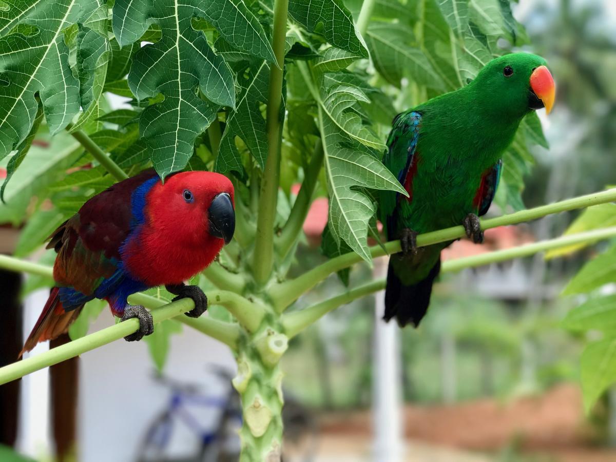 Green Parrot Beach Resort Tangalle Kültér fotó