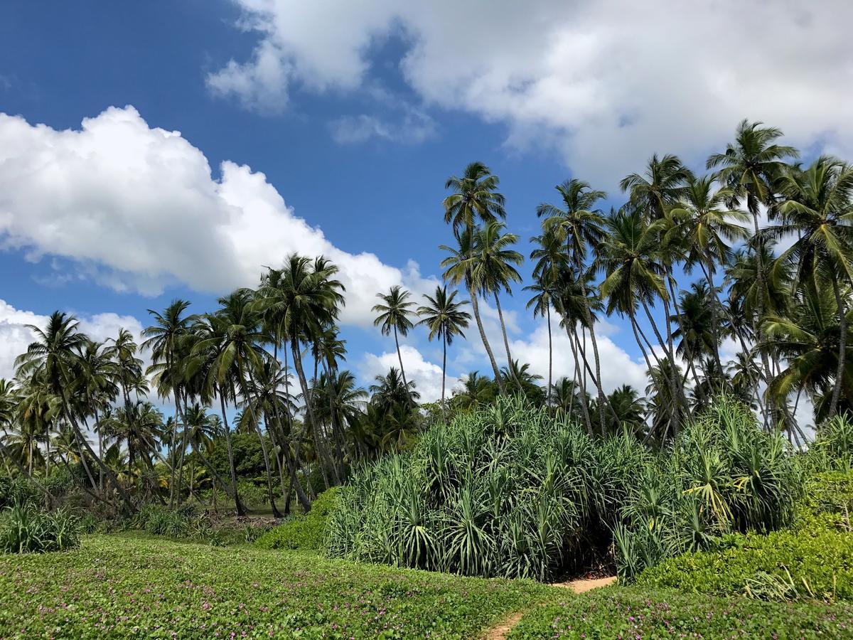 Green Parrot Beach Resort Tangalle Kültér fotó